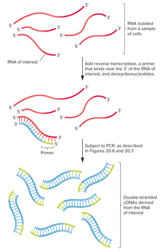 <ul><li><p>used to detect and quantitate amount of RNA in live cells</p></li><li><p>RNA is isolated from sample then mixed with reverse transcriptase</p></li><li><p>primer will anneal to 3’ end of RNA, generating single-stranded cDNA that can be used as template DNA in PCR</p></li><li><p>extraordinarily sensitive, can detect expression of small amounts of RNA in a single cell</p></li></ul><p></p>
