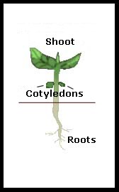 <p>What are the # of cotyledons on monocots and eudicots?</p>