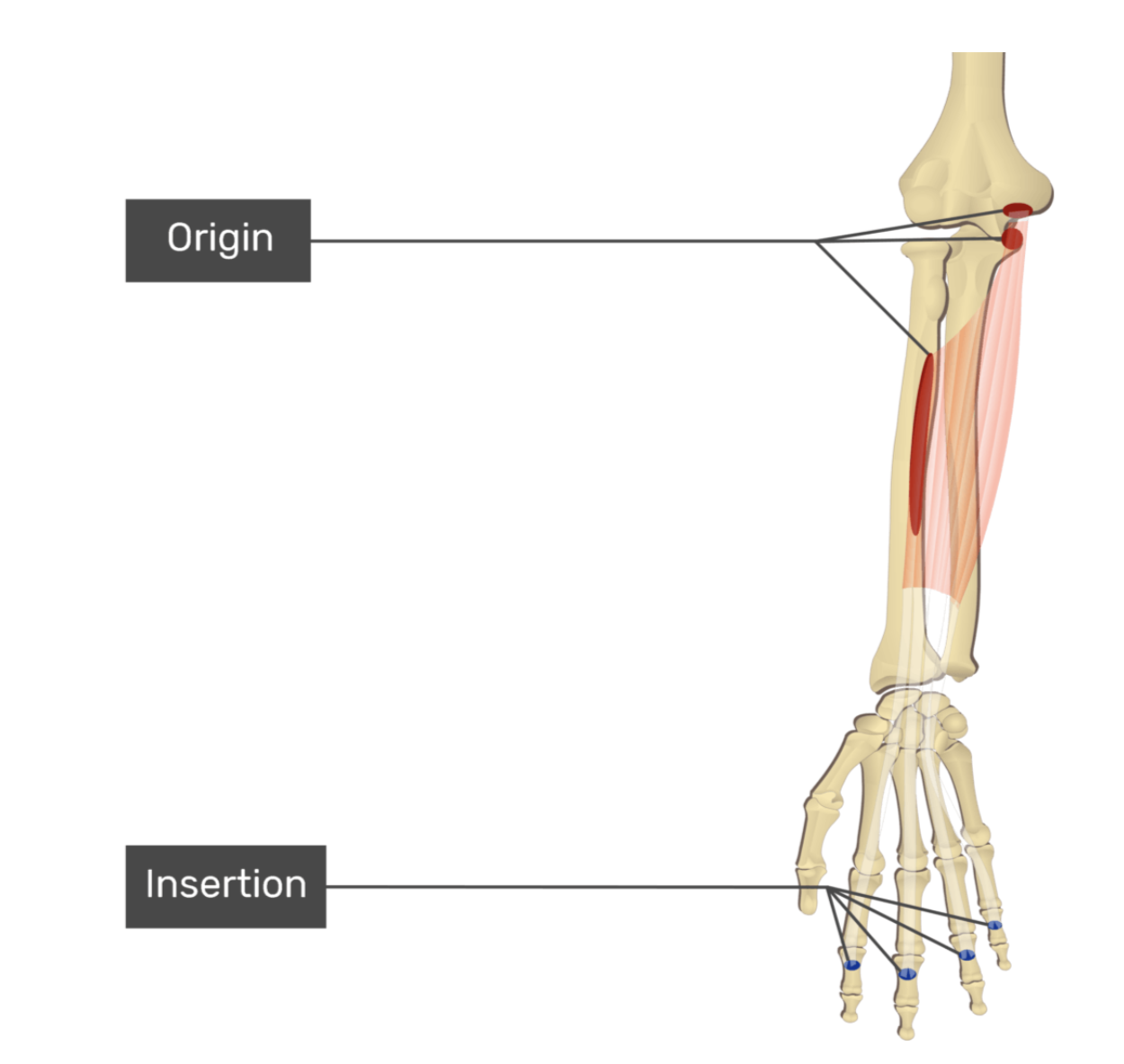 <p>flexor digitorum superficialis</p>