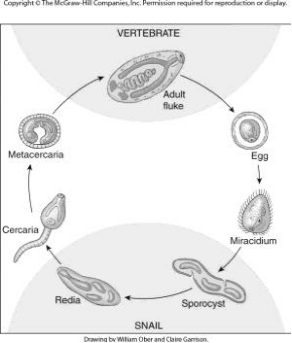 <ul><li><p>vertebrate (definitive host)</p><ul><li><p>adult</p></li></ul></li><li><p>environment</p><ul><li><p>egg</p></li><li><p>miracidia (infect 1st intermediate host)</p></li></ul></li><li><p>snail (1st intermediate host)</p><ul><li><p>sporocyst</p></li><li><p>redia</p></li></ul></li><li><p>environment</p><ul><li><p>cercaria</p></li><li><p>mesocercariae</p></li><li><p>metacercariae (in 2nd intermediate host)</p><ul><li><p>infect definitive host</p></li></ul></li></ul></li></ul><p></p>