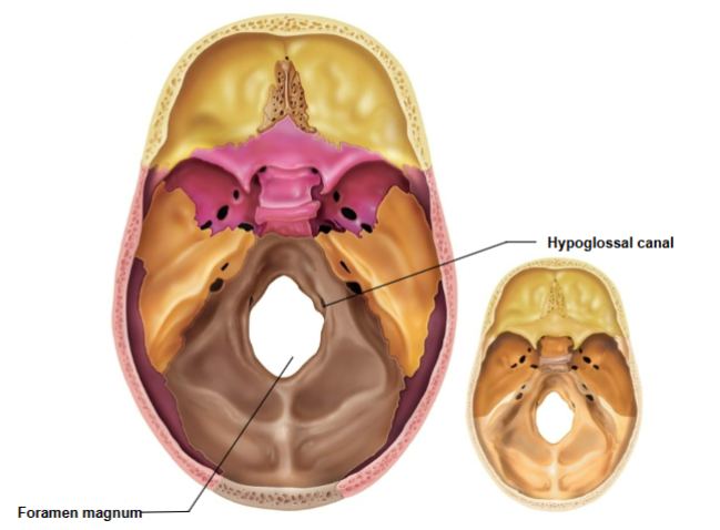 <p>Passage for cranial nerve XII (hypoglossal nerve).</p>