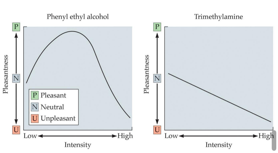 <ul><li><p>smelled many times before (nurture!)</p></li><li><p>Influence of intensity</p></li><li><p>Babies like slight smell of poo</p></li></ul><p></p>