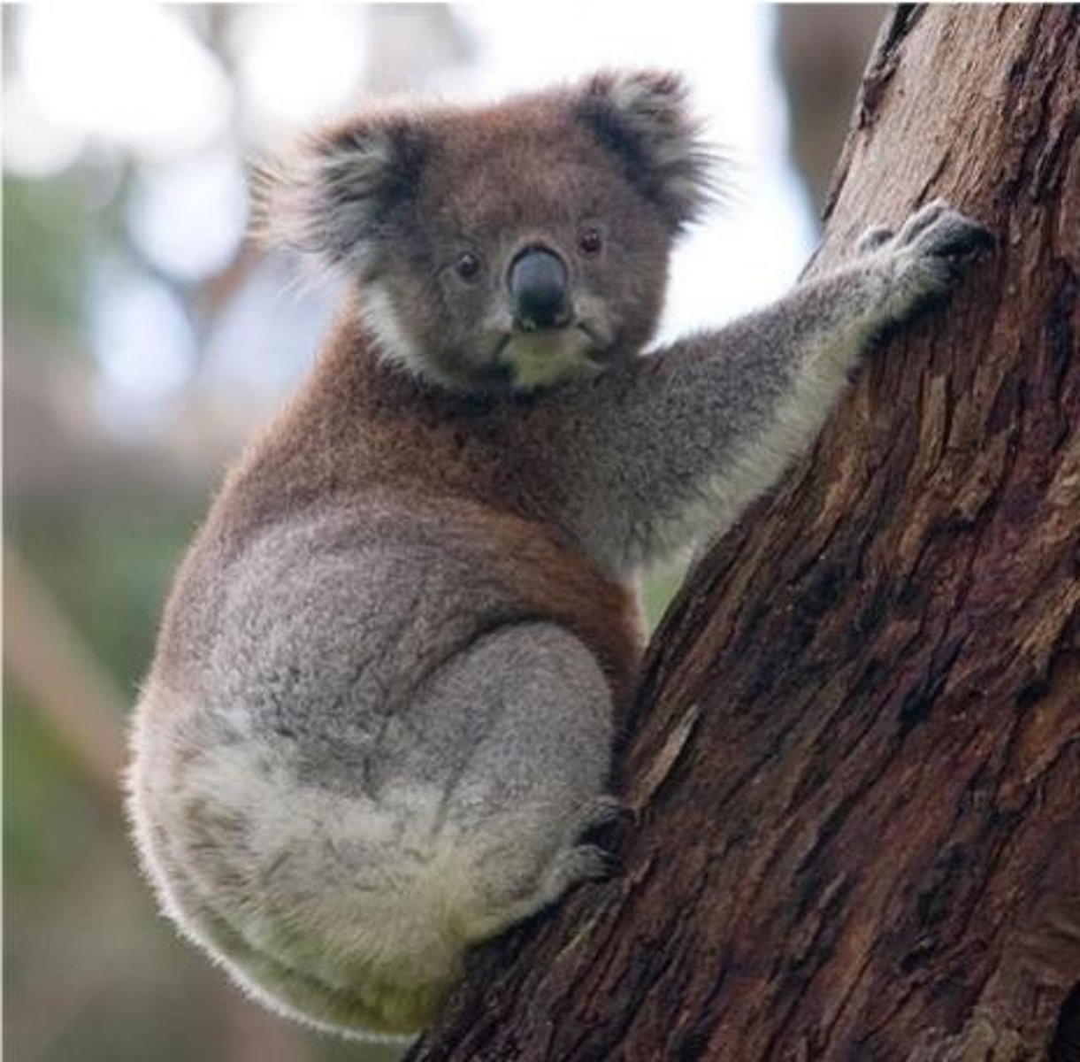 <p>What animal is this?</p>