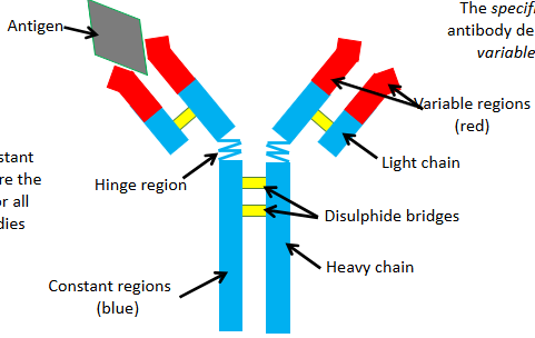 <p>The specifity of the antibody depends on its variable regions</p><p>The constant regions are the same for all antibodies</p><p>Each antibody has a different shaped variable region~ due to different amino acid sequences</p><p>The variable region is complementary to a specific antigen forming an <span style="color: rgb(138, 184, 223);">antibody- antigen complex</span>.- from the B cell</p>