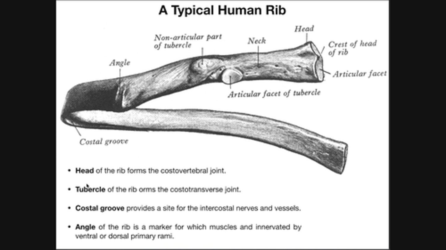 <p>smooth area on the tubercle</p>