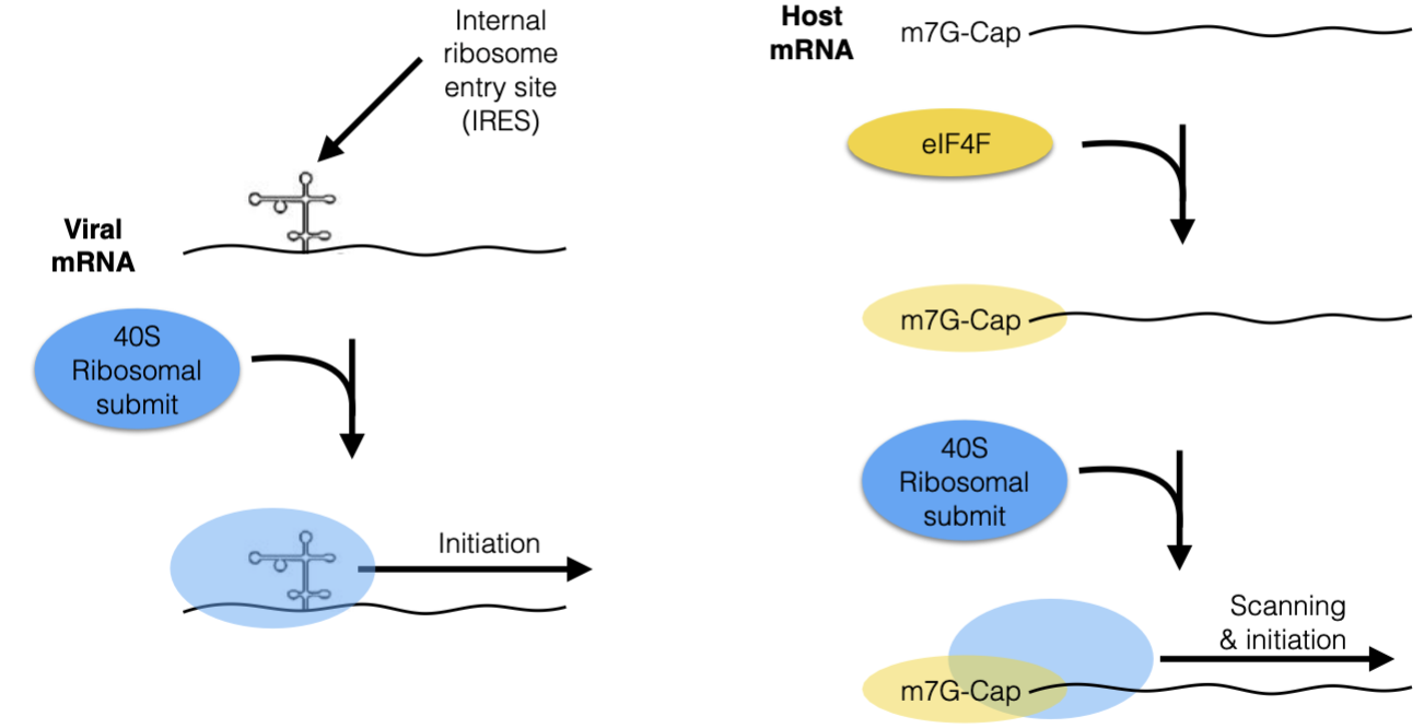 <ul><li><p>They cleave or degrade eIF4F comonents to block host synthesis </p></li><li><p>They also hijack the ribosomal 40s subunit to attach to the IRES to initiate viral translation </p></li></ul><p></p>
