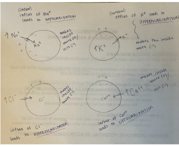 <p>The membrane potential becomes more negative (less positive) than the resting membrane potential.</p>
