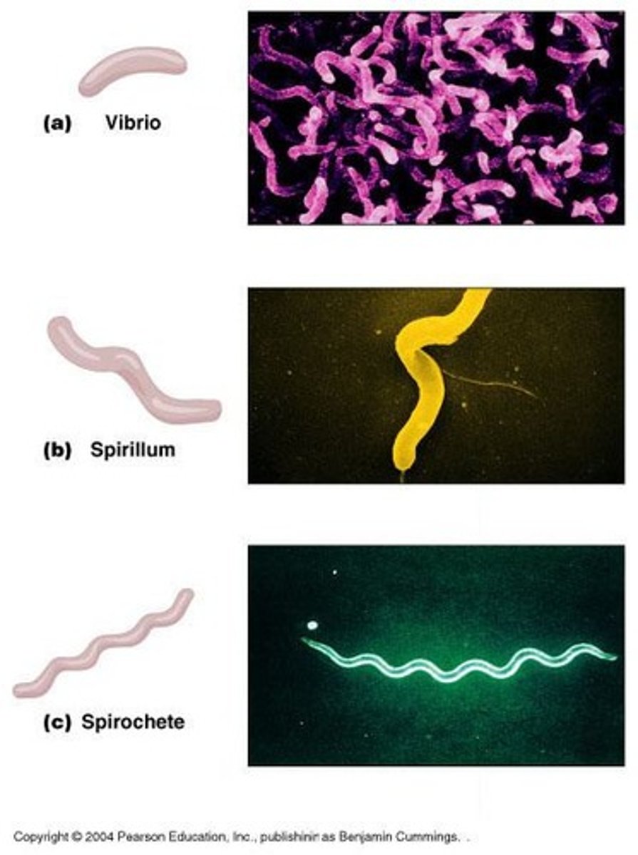 <p>Cocci, Bacilli, and Spiral.</p>