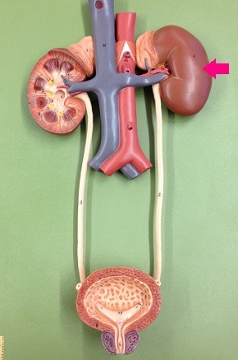 <p>Organ responsible for filtering blood and producing urine.</p>