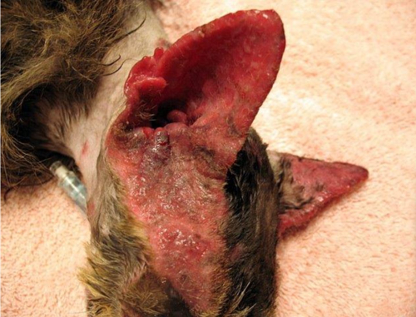 <p>What type of pemphigus</p>