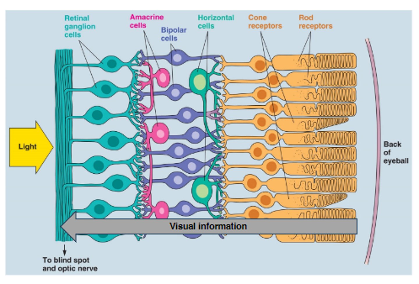 <p>- Photoreceptors</p><p>- Horizontal cells</p><p>- Bipolar cells</p><p>- Amacrine cells</p><p>- Retinal ganglion cells</p>