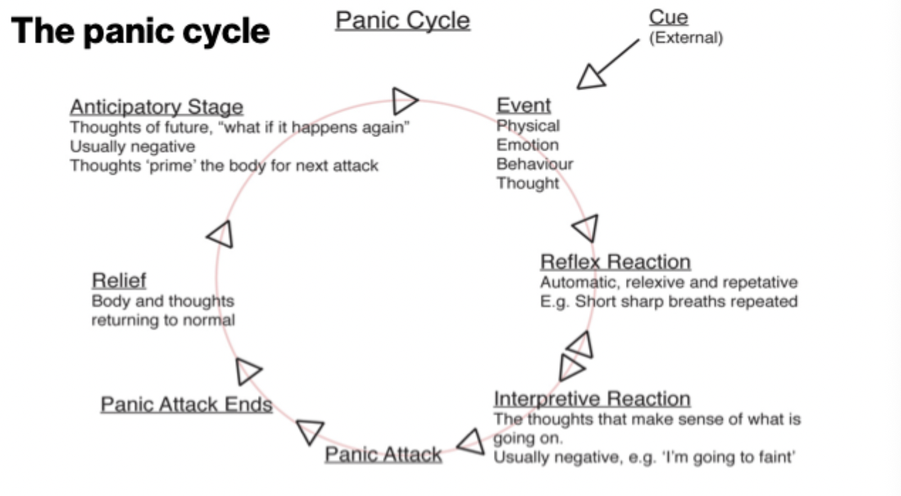 <ol><li><p><mark data-color="yellow" style="background-color: yellow; color: inherit;">Cue (external)</mark></p></li><li><p><mark data-color="purple" style="background-color: purple; color: inherit;">Event (physical, emotion, behavior, or thought)</mark></p></li><li><p><mark data-color="blue" style="background-color: blue; color: inherit;">Reflex reaction </mark>(Automatic, reflexive and repetitive, ex., short, sharp breaths)</p></li><li><p>I<mark data-color="yellow" style="background-color: yellow; color: inherit;">nterpretive reaction </mark>(Thoughts that make sense of what’s going on, typically negative ex. I’m going to faint)</p></li><li><p><mark data-color="green" style="background-color: green; color: inherit;">Panic Attack</mark></p></li><li><p><mark data-color="red" style="background-color: red; color: inherit;">End of panic Attack</mark></p></li><li><p><mark data-color="green" style="background-color: green; color: inherit;">Relief</mark> (body and thoughts go back to normal)</p></li><li><p><mark data-color="#4e0664" style="background-color: rgb(78, 6, 100); color: inherit;">Anticipatory stage: </mark><mark data-color="blue" style="background-color: blue; color: inherit;">t</mark>houghts of the future, like, “what if it happens again?”. Usually negative. Thoughts ‘prime’ the body for its next attack</p></li></ol><p></p><p></p>