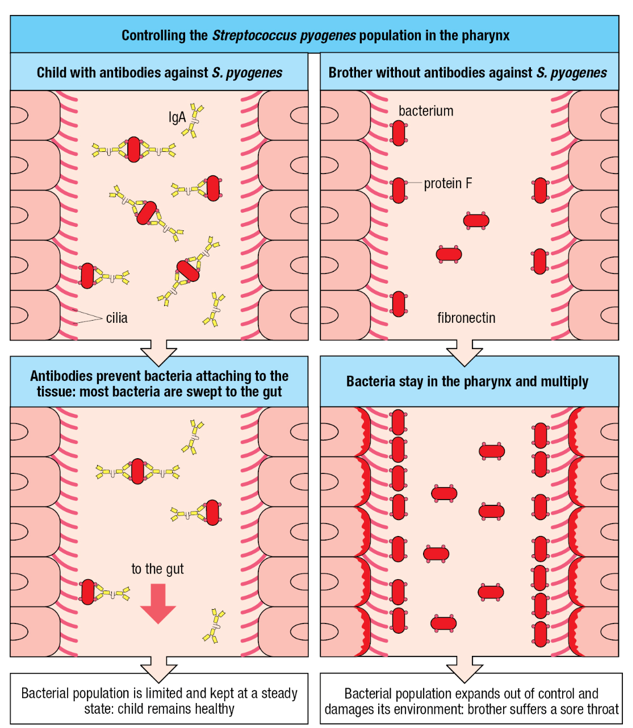 <p><span> coat the bacteria;&nbsp;impair the capacity of protein F of the bacteria</span></p>