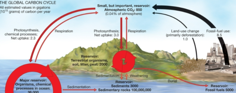 <ul><li><p>ocean is largest reservoir, atmospheric reservoir is small but important</p></li><li><p>photosynthesis incorporates carbon → tissue</p></li><li><p>cellular respiration releases carbon from living organisms → atmosphere </p></li><li><p>human activities add carbon dioxide to atmosphere</p></li><li><p>burning fossil fuels move carbon from inactive geological reservoir in petroleum or coal form → active reservoir</p></li></ul><p></p>