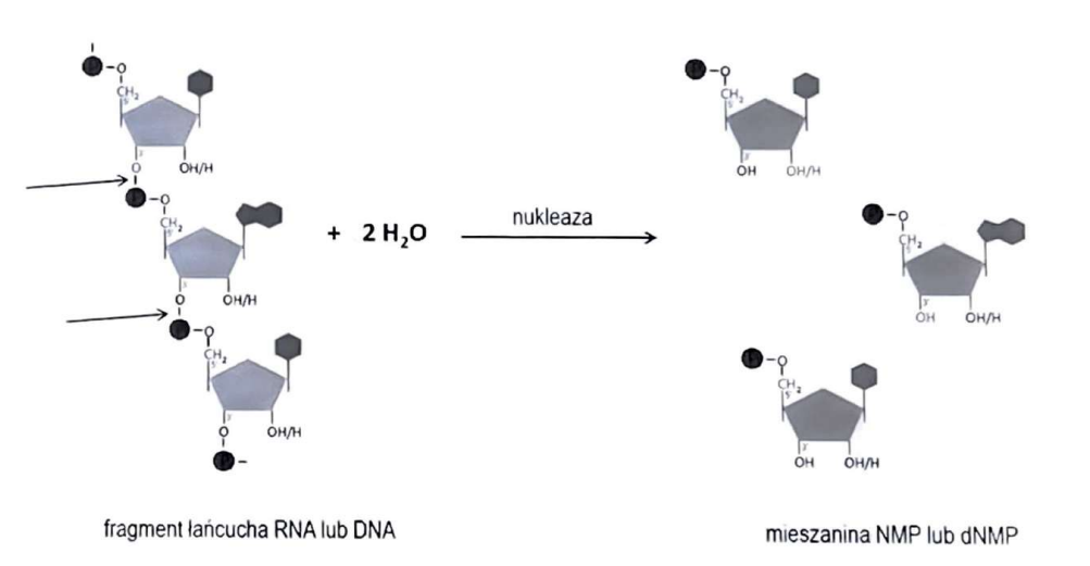 <p>(Hydrolazy)</p><p>Rozkład kwasów nukleinowych.</p>