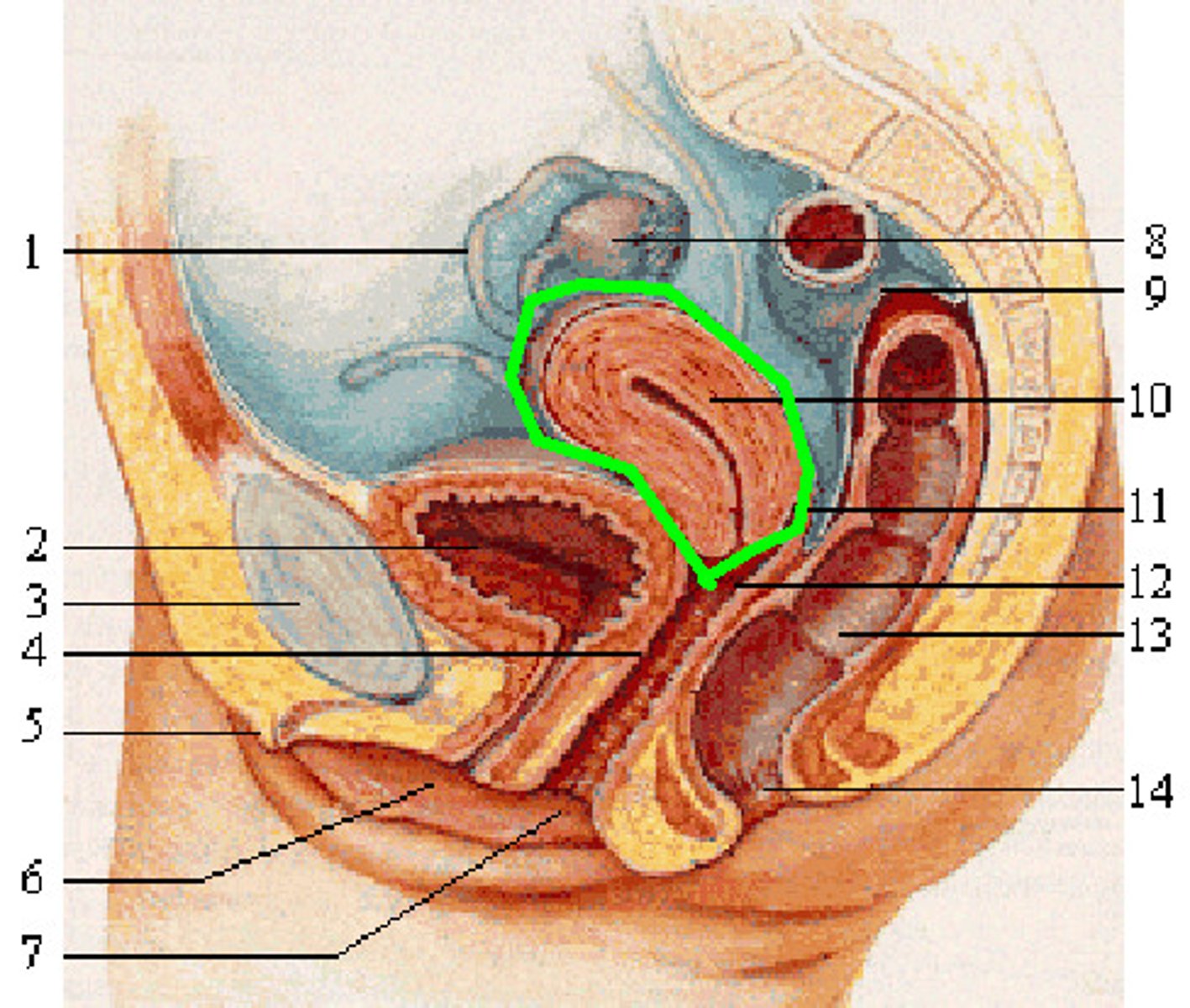 <p>A hollow muscular organ in the pelvic cavity of the female, in which the embryo is nourished and develops before birth</p>