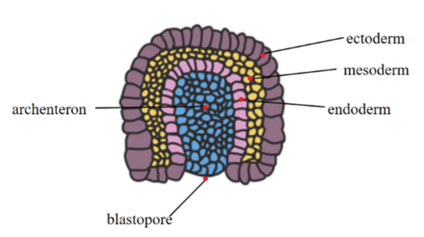 <p>digestive tract (gut tube)</p>