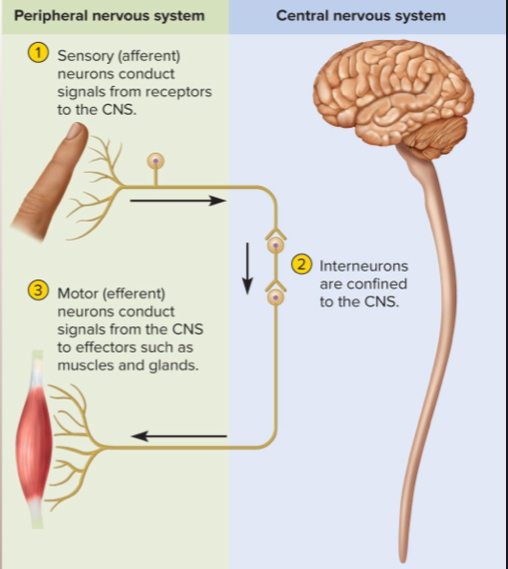 <p>Sensory,motor, and interneurons </p>