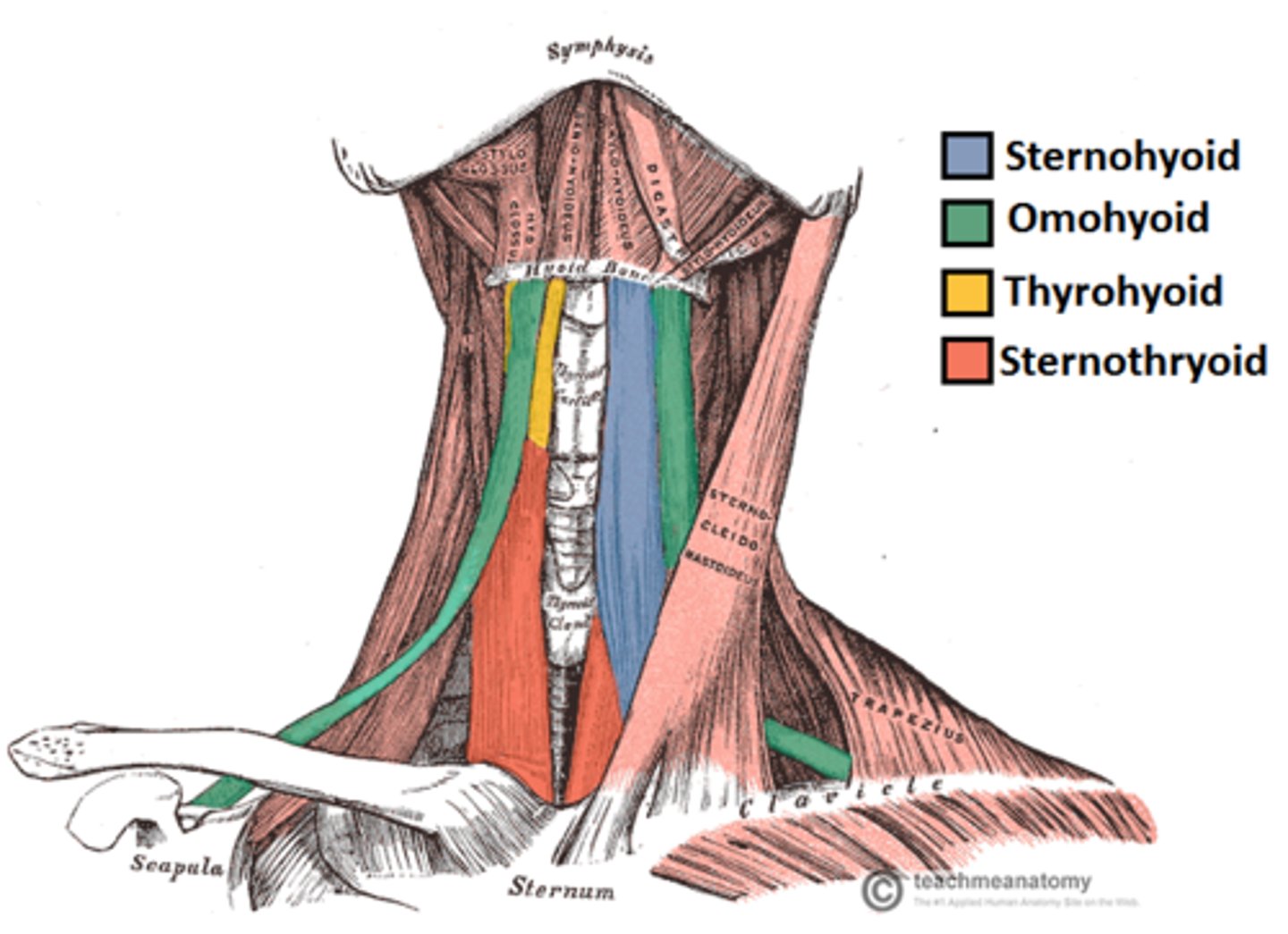 <p>- thyrohyoid</p><p>- sternothyroid</p><p>- sternohyoid</p><p>- omohyoid</p>