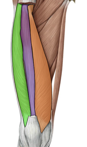 <p>Vastus medialis — Anterior thigh (orange) </p>