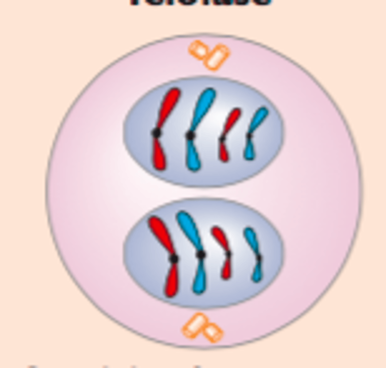 <p>Spindelen forsvinner. Det dannes en ny kjernemembran rundt de to kjernene. Kromosomene blir mindre tett pakket</p>