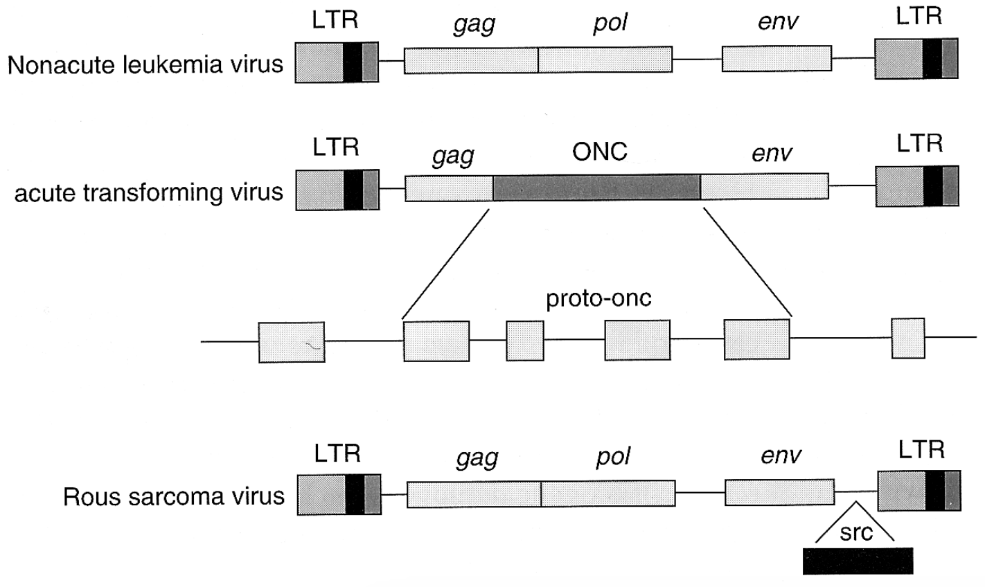 <p>nonacute leukemia virus: lacks an oncogene > slow cancer</p><p>acute transforming virus: contains an oncogene > rapid cancer</p><p>rous sarcoma virus structure: contains src (potent oncogene) > very rapid cancer </p>