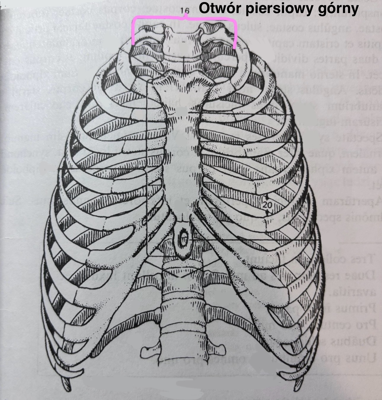 <p>Apertura thoracis superior</p>