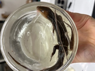 <ul><li><p>skinny</p></li><li><p>lines extend to sides</p></li><li><p>brighter white</p></li><li><p>longer</p></li><li><p>sides of head light</p></li><li><p>pointed snout</p></li></ul><p></p>