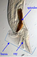 <p>What is this parasite</p>