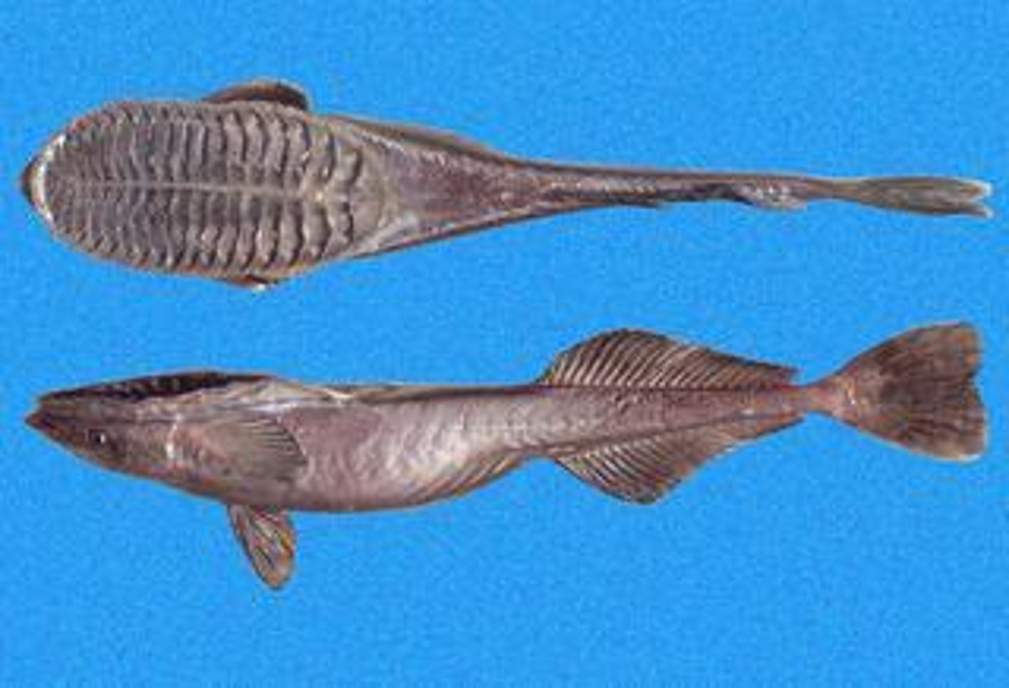 <p>marine fishes with a flattened elongated body and a sucking disk on the head for attaching to large fish or moving objects</p>