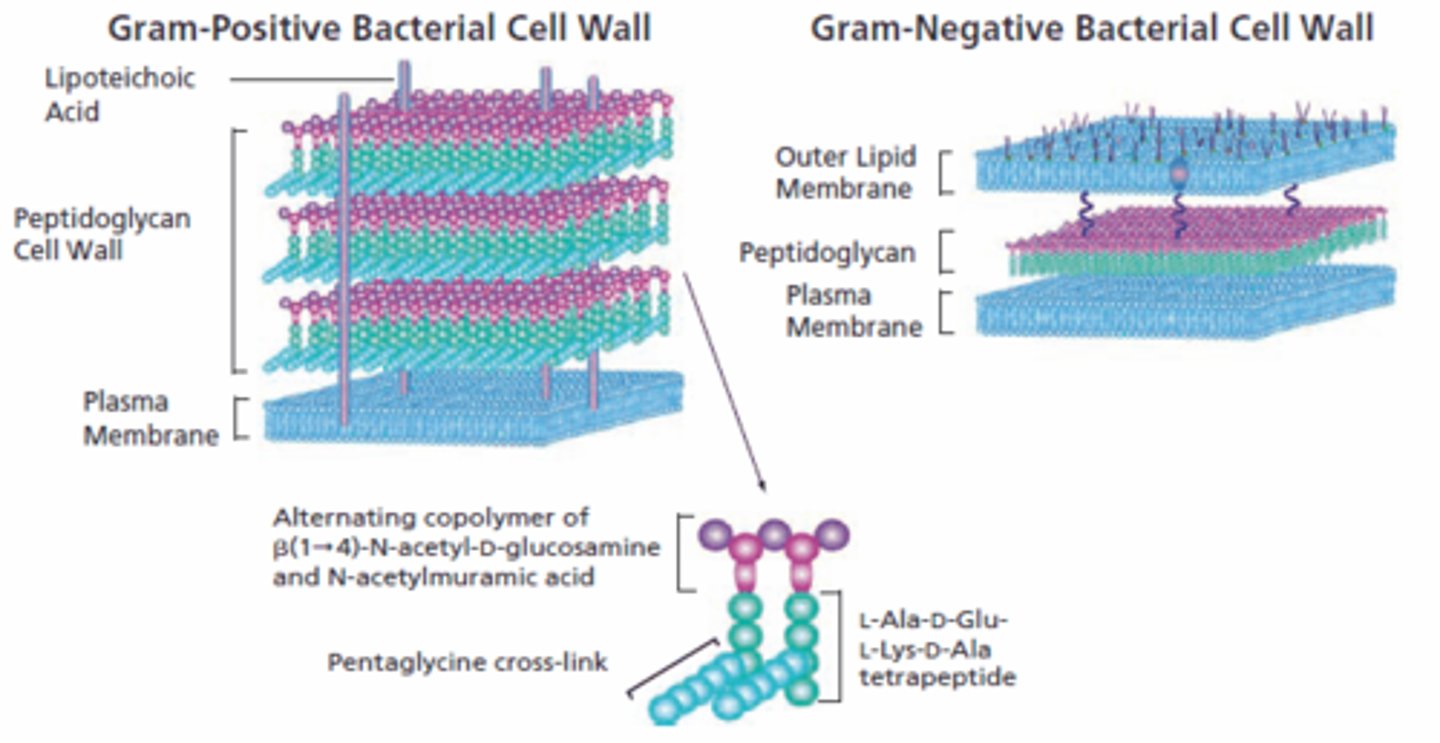 <p>(C) Peptidoglycan</p><p>The Cell Wall of a bacteria is composed of Peptidoglycan.</p>