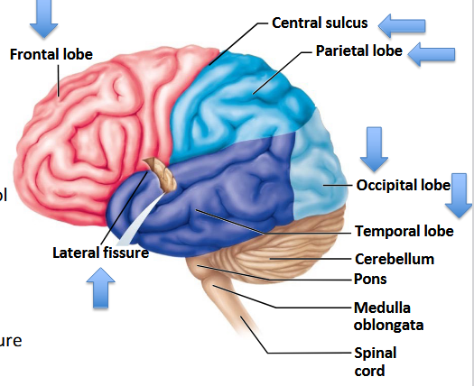 <p>Frontal, Parietal, Occipital, Temporal.</p>