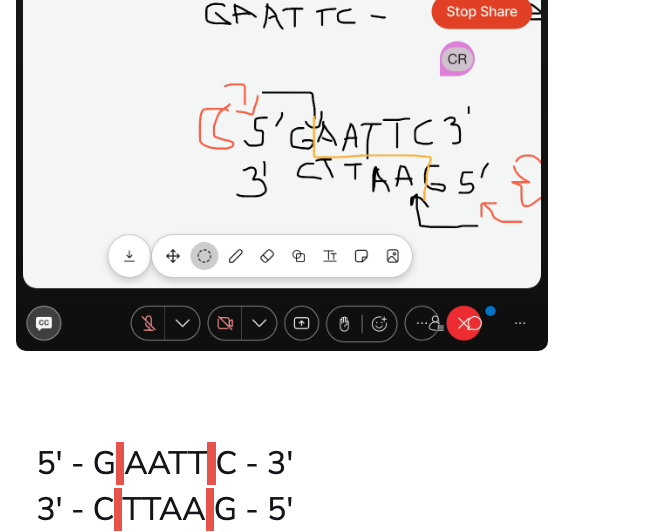 <ul><li><p><span>one way reads the same, the other way reads the same. (racecar)</span></p></li><li><p><span>And that's what your restriction enzyme is looking for.</span></p><p></p><p><span>So where will it cut? It will always cut after the first base.. </span></p></li></ul><p></p>