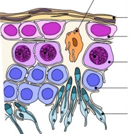 <p>testosterone </p>