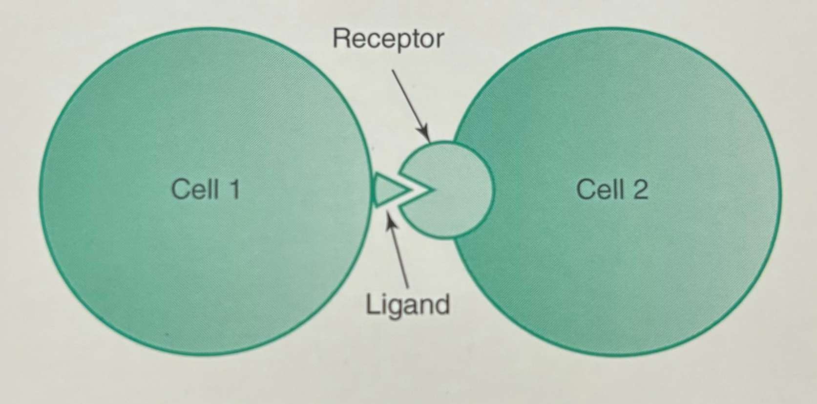 <p>Signaling process where the ligand-releasing cell is in direct contact with the target cell that possesses the receptor for the ligand. Examples of juxtacrine signaling include the interaction between an antigen presenting cell and a helper T cell in the immune system.</p>