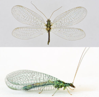 <p><span>Algemeen. Naast het goudoogje de meest voorkomende soort onder de groene gaasvliegen. Middelgrote, blauwgroene gaasvlieg met zwarte markeringen op kop en lijf. De vlek tussen de antennen is zeer uitgebreid en loopt door tot op het achterhoofd, waar een ovale plek zichtbaar is. De dwarsaders zijn zwart, de lengteaders zijn (blauw)groen.</span></p>