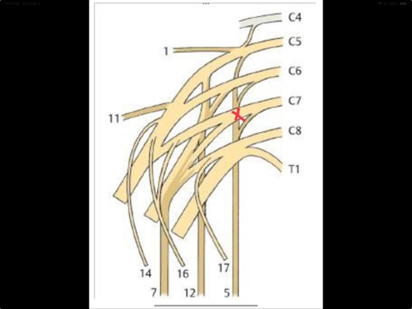 knowt flashcard image