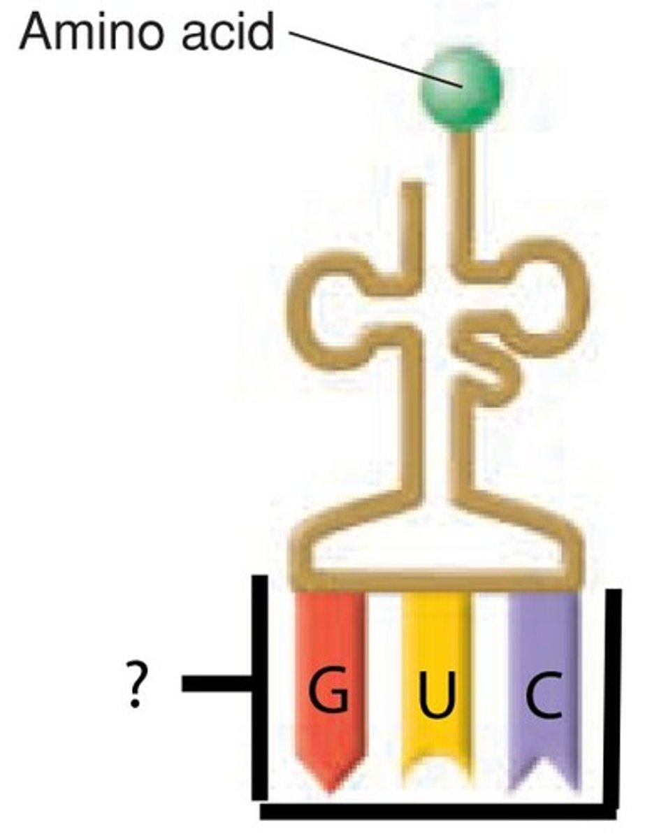 <p>group of three bases on a tRNA molecule that are complementary to the three bases of a codon of mRNA</p>