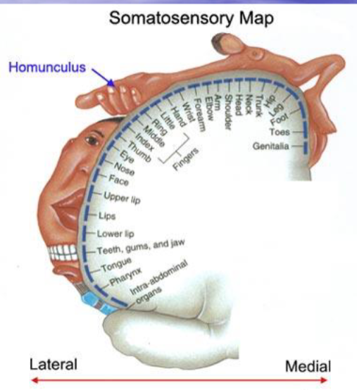 <p>What is a homunculus?</p>
