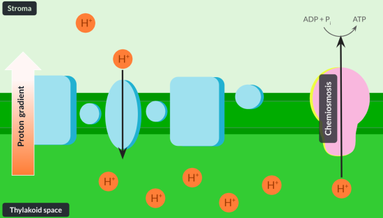 <ul><li><p>thylakoid memebrane</p></li><li><p>atp synthase</p></li><li><p>proton concnetration</p></li><li><p>chemisomosis</p></li><li><p>stoma</p></li><li><p>photophosphoelation</p></li></ul><p></p>