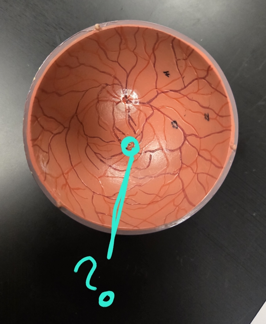 <p>Anatomy of the eye: Tunics</p>