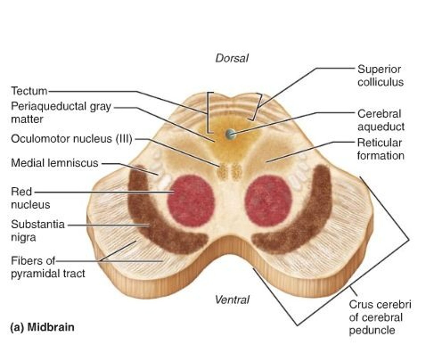 <p>An area of the midbrain that is involved in motor control and contains a large concentration of dopamine-producing neurons</p>