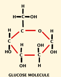 A six carbon sugar, e.g. glucose and fructose.