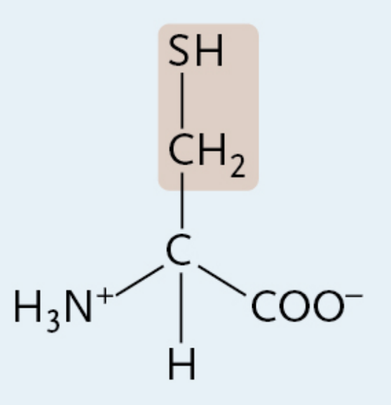 <p>A charged polar amino acid</p>