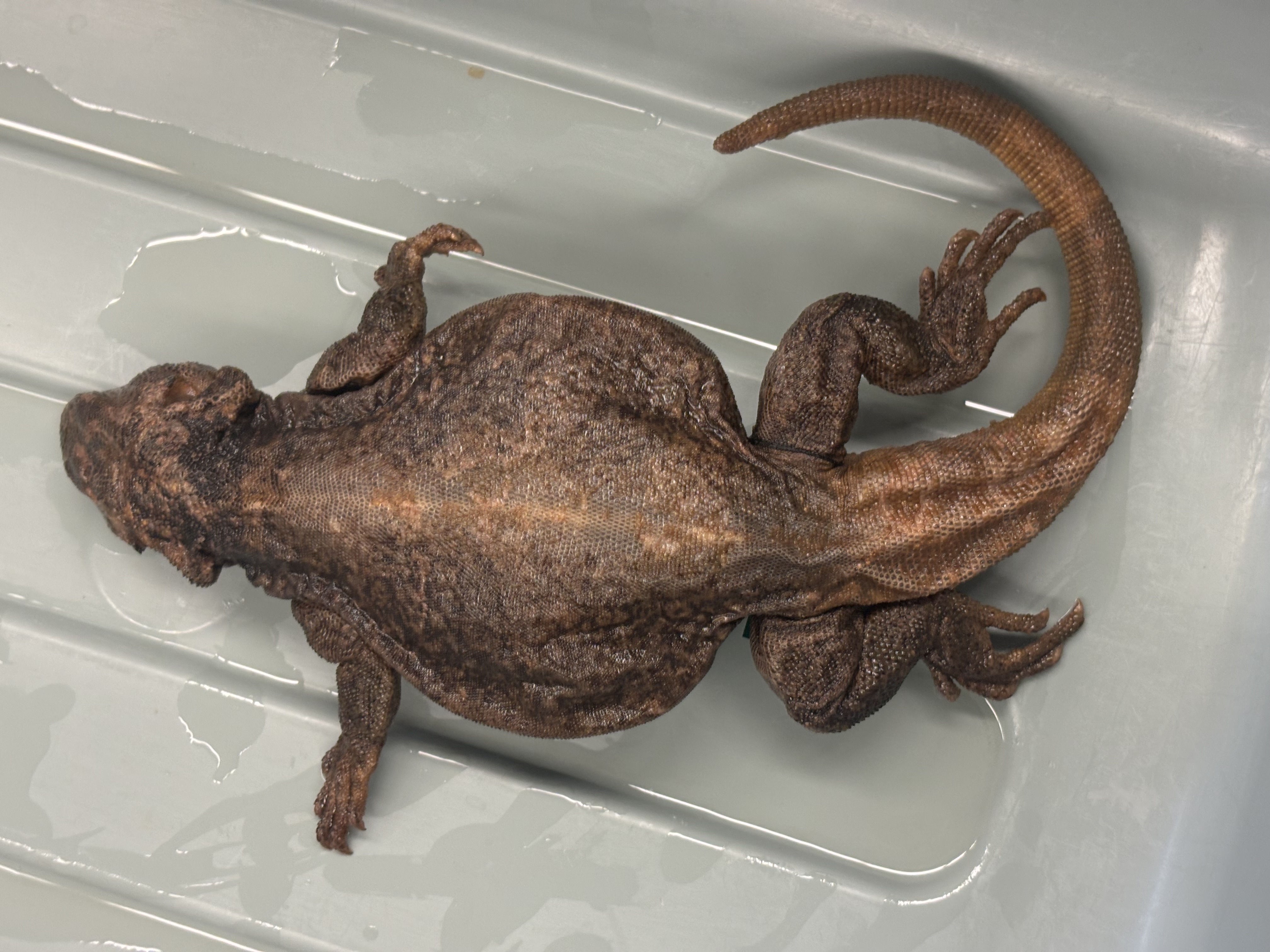 <p>Sauromalus ater</p>
