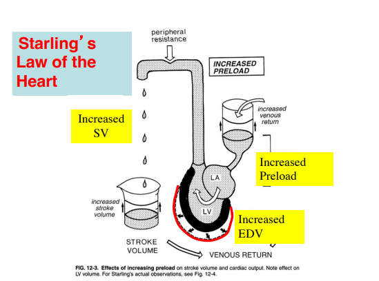 <p>Starling's Law of the Heart states that the greater the stretch of the heart muscle (myocardium) during diastole, the greater the force of contraction during systole.</p>