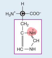 <p>Histidine&nbsp;(Positive)</p>
