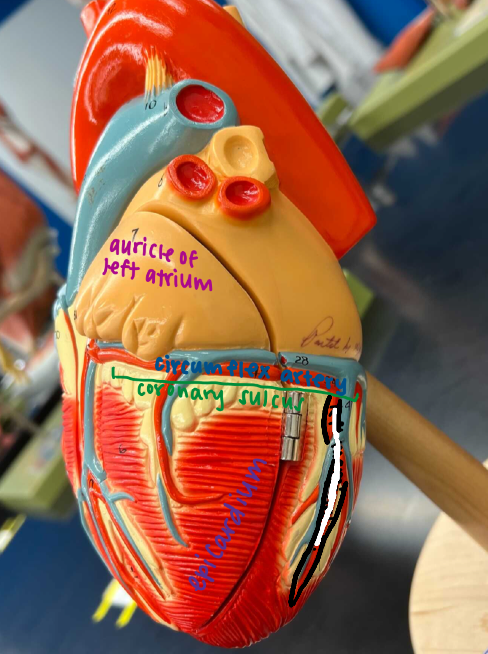 <p>The artery extending below the circumflex artery to the lower right, right of the auricle of the left atrium</p>