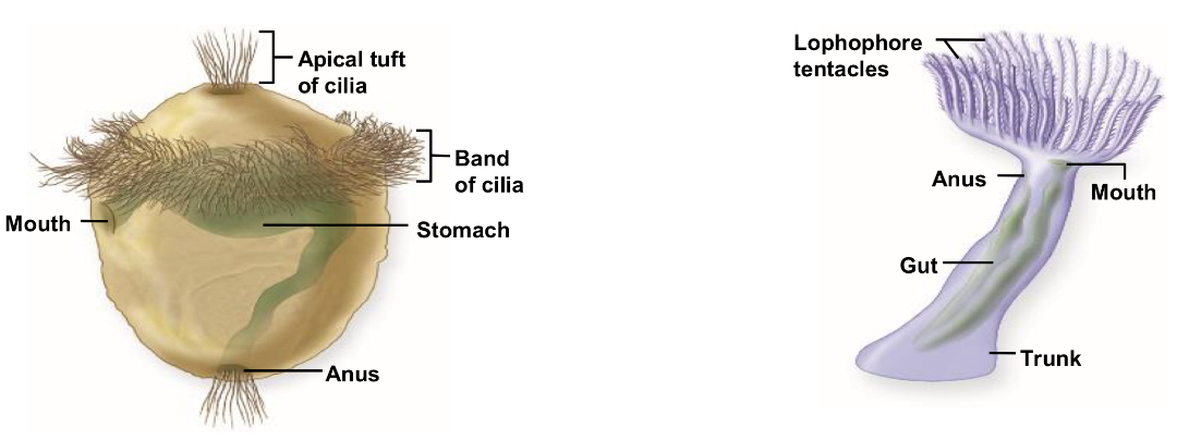 <p>List the characteristics for the Lophotrochozoa</p>