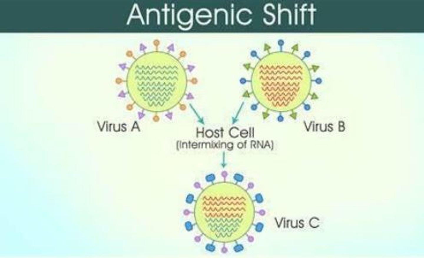 <p>The process by which two or more different strains of a virus, or strains of two or more different viruses, combine to form a new subtype (new strain) having a mixture of the surface antigens of the two or more original strains (novel antigenic profile).</p><p>Sudden and dramatic process that results from the recombination of genetic material from DIFFERENT viruses.</p><p>Influenza B does NOT undergo antigenic shift.</p><p>Influenza A DOES undergo antigenic shift.</p>